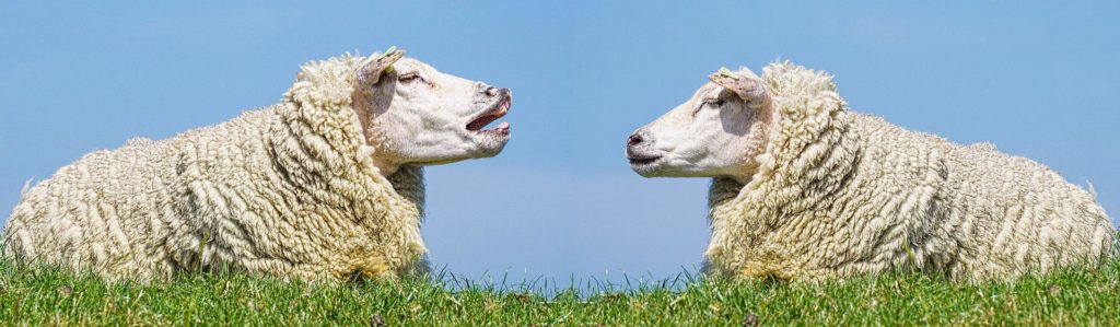 Zwei Schafen gegenüber