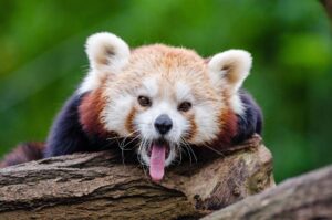 Kleiner Panda mit heraushängender Zunge